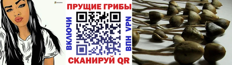 Галлюциногенные грибы мицелий  нарко площадка клад  Уржум 